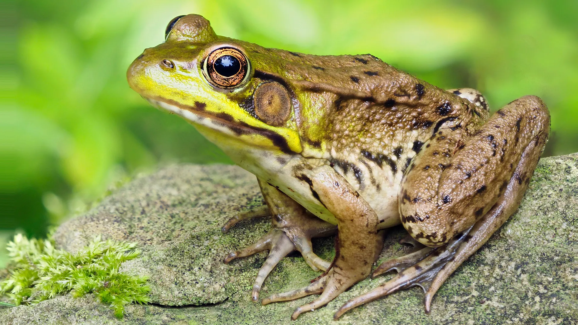 تعبیر خواب قورباغه🐸 (کامل و رایگان | از نظر معبران و موضوعات مختلف)