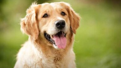تعبیر خواب سگ 🐶 (کامل و رایگان | از نظر معبران و موضوعات مختلف)