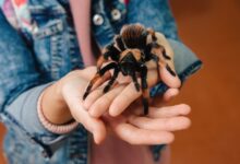 تعبیر خواب رتیل 🕷️ (کامل و رایگان | از نظر معبران و موضوعات مختلف)