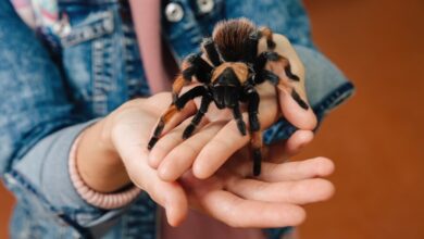 تعبیر خواب رتیل 🕷️ (کامل و رایگان | از نظر معبران و موضوعات مختلف)