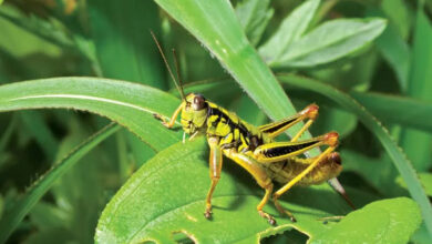 تعبیر خواب ملخ 🦗 (کامل و رایگان | از نظر معبران و موضوعات مختلف)