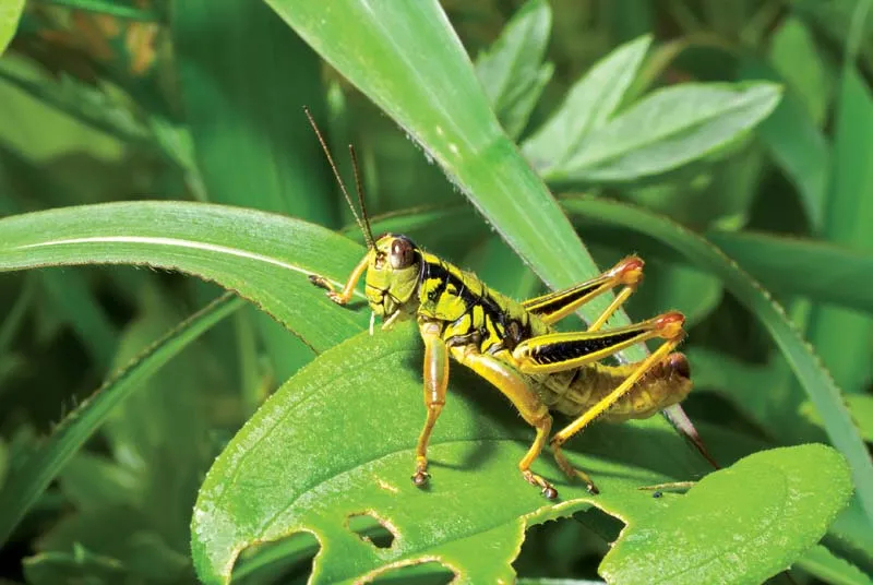 تعبیر خواب ملخ 🦗 (کامل و رایگان | از نظر معبران و موضوعات مختلف)