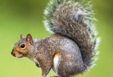 تعبیر خواب سنجاب 🐿️ (کامل و رایگان | از نظر معبران و موضوعات مختلف)