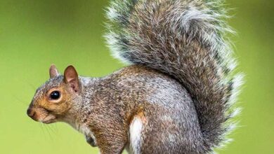 تعبیر خواب سنجاب 🐿️ (کامل و رایگان | از نظر معبران و موضوعات مختلف)