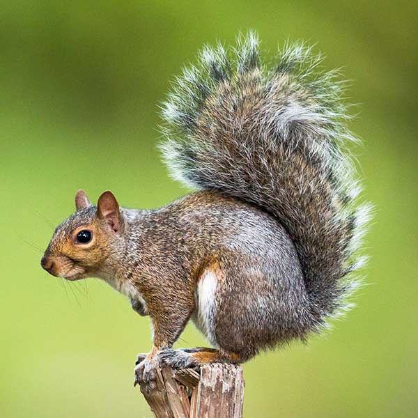 تعبیر خواب سنجاب 🐿️ (کامل و رایگان | از نظر معبران و موضوعات مختلف)