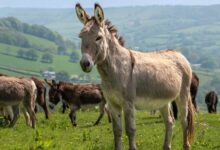 تعبیر خواب الاغ (خر) 🐴 (کامل و رایگان | از نظر معبران و موضوعات مختلف)