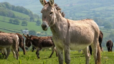 تعبیر خواب الاغ (خر) 🐴 (کامل و رایگان | از نظر معبران و موضوعات مختلف)