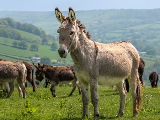 تعبیر خواب الاغ (خر) 🐴 (کامل و رایگان | از نظر معبران و موضوعات مختلف)