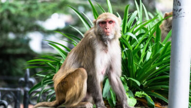 تعبیر خواب میمون 🐒 (کامل و رایگان | از نظر معبران و موضوعات مختلف)