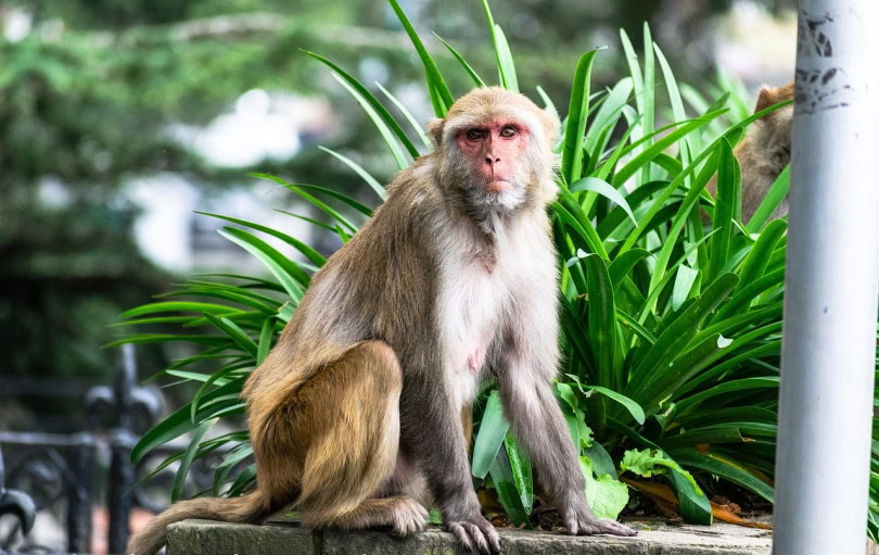 تعبیر خواب میمون 🐒 (کامل و رایگان | از نظر معبران و موضوعات مختلف) تعبیر خواب میمون 🐒 (کامل و رایگان | از نظر معبران و موضوعات مختلف)