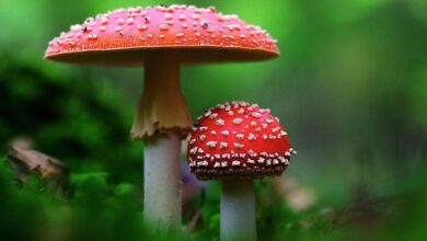 تعبیر خواب قارچ 🍄 (کامل و رایگان | از نظر معبران و موضوعات مختلف)