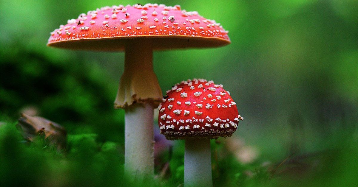 تعبیر خواب قارچ 🍄 (کامل و رایگان | از نظر معبران و موضوعات مختلف) تعبیر خواب قارچ 🍄 (کامل و رایگان | از نظر معبران و موضوعات مختلف)