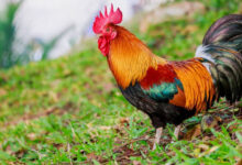 تعبیر خواب خروس 🐓 (کامل و رایگان | از نظر معبران و موضوعات مختلف)