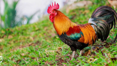 تعبیر خواب خروس 🐓 (کامل و رایگان | از نظر معبران و موضوعات مختلف)
