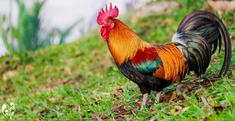 تعبیر خواب خروس 🐓 (کامل و رایگان | از نظر معبران و موضوعات مختلف) تعبیر خواب خروس 🐓 (کامل و رایگان | از نظر معبران و موضوعات مختلف)