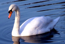 تعبیر خواب قو 🦢 (کامل و رایگان | از نظر معبران و موضوعات مختلف)