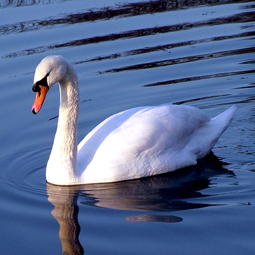 تعبیر خواب قو 🦢 (کامل و رایگان | از نظر معبران و موضوعات مختلف) تعبیر خواب قو 🦢 (کامل و رایگان | از نظر معبران و موضوعات مختلف)