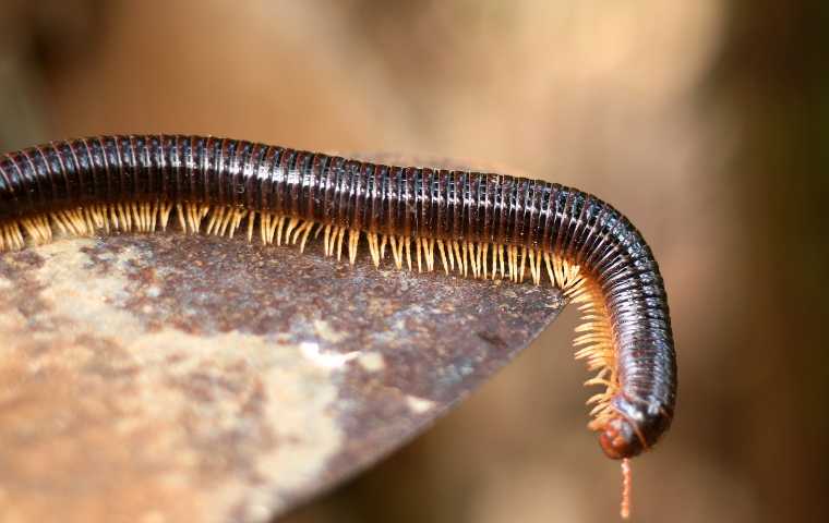 تعبیر خواب هزارپا 🐛 (کامل و رایگان | از نظر معبران و موضوعات مختلف)