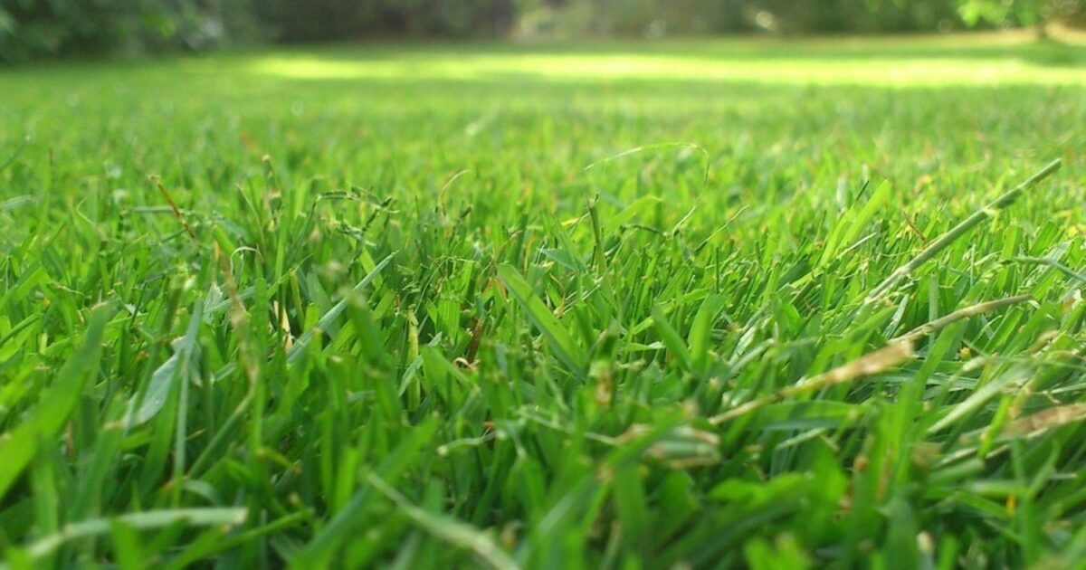 تعبیر خواب علف 🍀 (کامل و رایگان | از نظر معبران و موضوعات مختلف) تعبیر خواب علف 🍀 (کامل و رایگان | از نظر معبران و موضوعات مختلف)