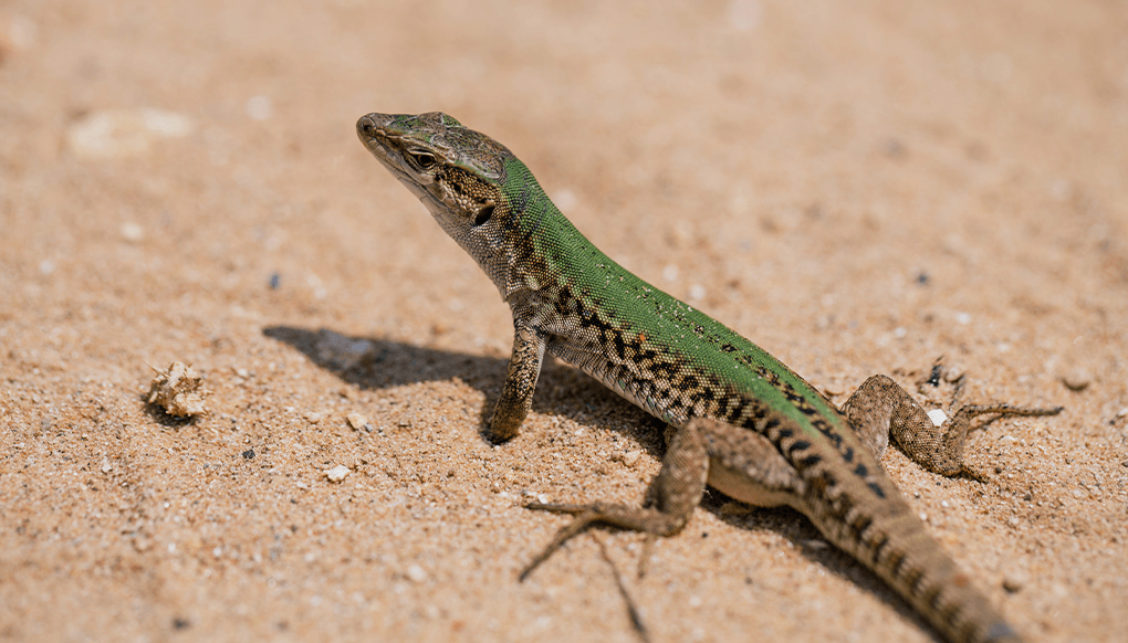 تعبیر خواب مارمولک 🦎 (کامل و رایگان | از نظر معبران و موضوعات مختلف) تعبیر خواب مارمولک 🦎 (کامل و رایگان | از نظر معبران و موضوعات مختلف)