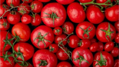 تعبیر خواب گوجه فرنگی 🍅 (کامل و رایگان | از نظر معبران و موضوعات مختلف)