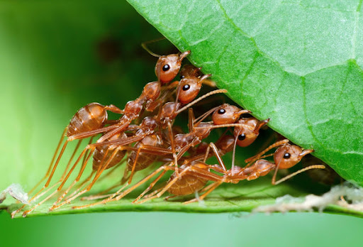 تعبیر خواب مورچه 🐜 (کامل و رایگان | از نظر معبران و موضوعات مختلف) تعبیر خواب مورچه 🐜 (کامل و رایگان | از نظر معبران و موضوعات مختلف)