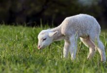 تعبیر خواب بره 🐑 (کامل و رایگان | از نظر معبران و موضوعات مختلف)