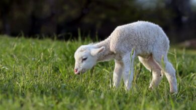 تعبیر خواب بره 🐑 (کامل و رایگان | از نظر معبران و موضوعات مختلف)