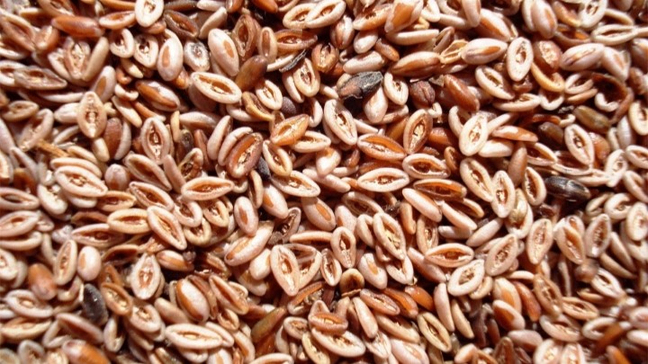 اسفرزه و خواص درمانی شگفت‌انگیز آن + نحوه مصرف