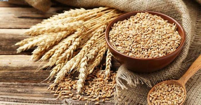 جوانه گندم | دستور تهیه جوانه گندم در منزل (مرحله به مرحله) جوانه گندم | دستور تهیه جوانه گندم در منزل (مرحله به مرحله)