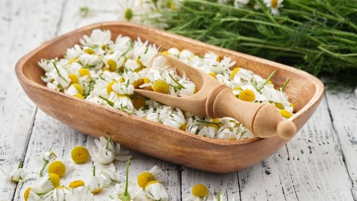 خواص بابونه برای کودکان؛ بهبود گوارش تا درمان مشکلات پوستی خواص بابونه برای کودکان؛ بهبود گوارش تا درمان مشکلات پوستی