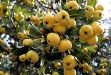 دستور تهیه ی مربای ولیک (زالزالک) خوشمزه با طعمی جدید + خواص آن (مرحله به مرحله)