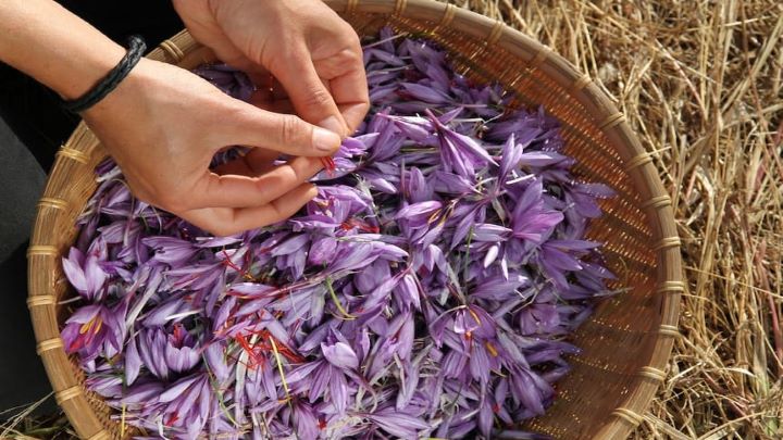 راهنمای خرید زعفران مرغوب؛ آنچه باید برای خرید زعفران اصل بدانید