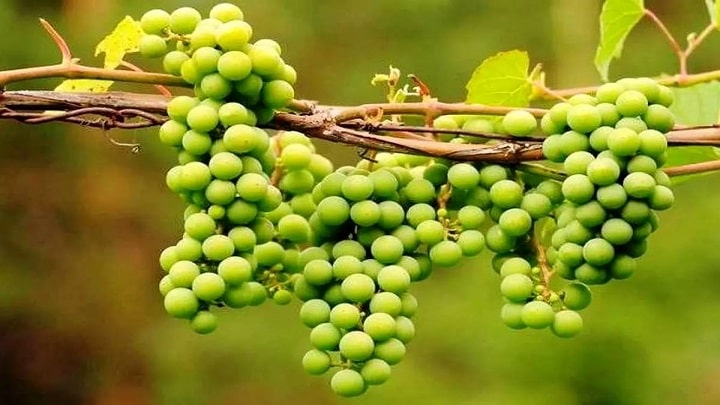 رسپی رب غوره به روش خانگی؛ با طعمی بی‌نظیر