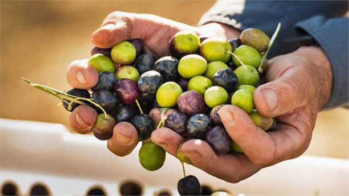 روش شور و شیرین کردن زیتون خام در خانه روش شور و شیرین کردن زیتون خام در خانه