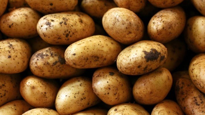 سیب‌زمینی؛ منبعی غنی از انرژی و مواد مغذی برای کودکان