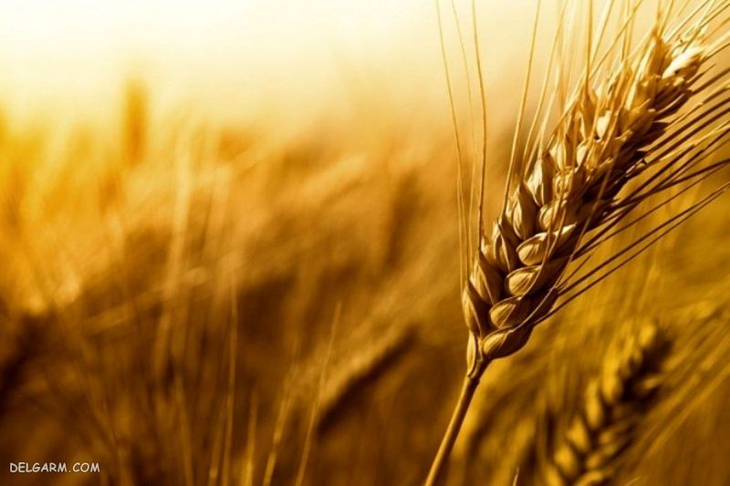 دستور تهیه پرتله غذای سنتی استان لرستان و خواص آن (مرحله به مرحله)