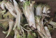 طریقه مصرف کنگر کوهی