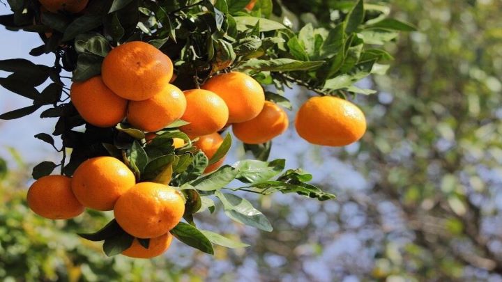 نارنگی‌ شیرین و بدون دانه؛ چه نشانه‌هایی را باید در نظر بگیریم؟
