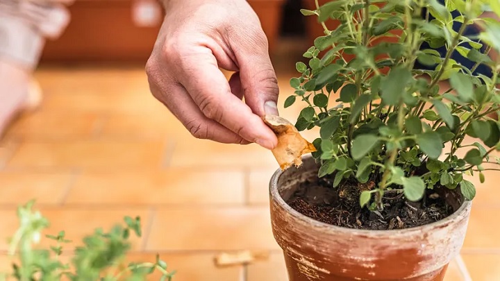 چای کهنه دم را دور نریزید؛ ۱۹ کاربرد باورنکردنی چای مانده در خانهداری چای کهنه دم را دور نریزید؛ ۱۹ کاربرد باورنکردنی چای مانده در خانهداری