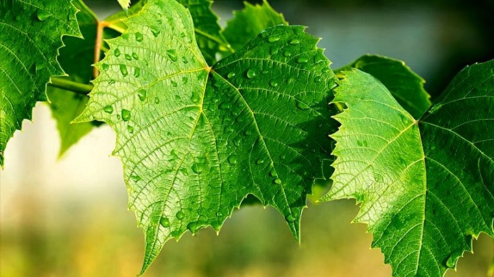 ۱۶ مورد از مهم ترین خواص برگ مو