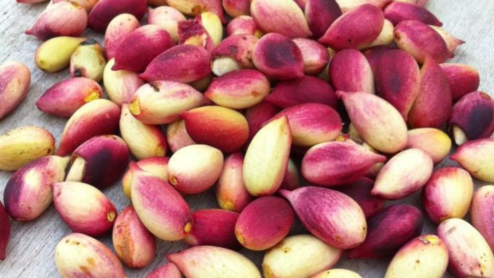 ۲ روش تضمینی نگهداری پسته تازه در خانه با حفظ طعم آن