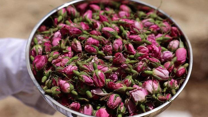 ۵ روش خشک کردن گل محمدی؛ با حفظ عطر و رنگ