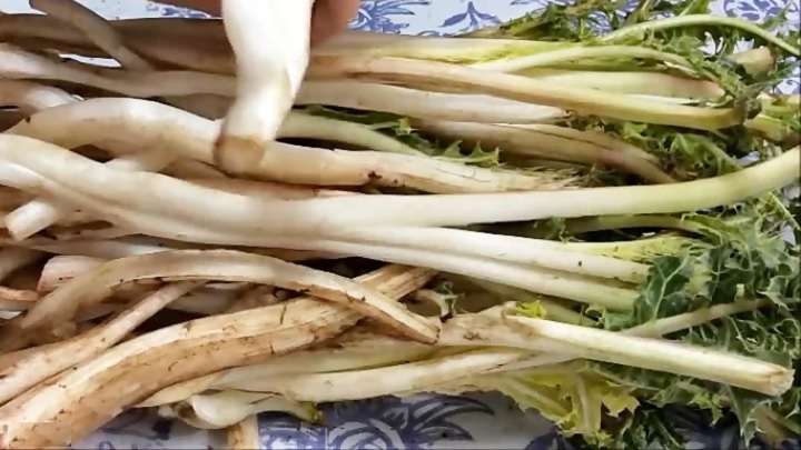 ۶ روش کاربردی نگهداری کنگر در یخچال و فریزر