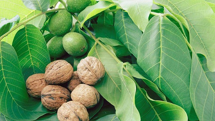 ۷ روش تشخیص گردو با کیفیت از روی پوست سبز