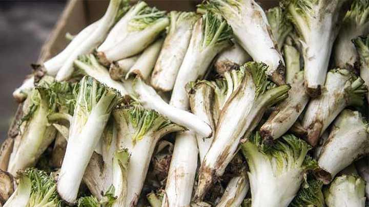 ۷ مورد از خواص شگفت‌انگیز کنگر