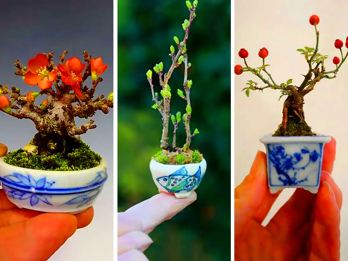 گیاه بونسای مینیمال (جدیدترین مدل های ترند امسال ۱۴۰۴ - ۲۰۲۵)