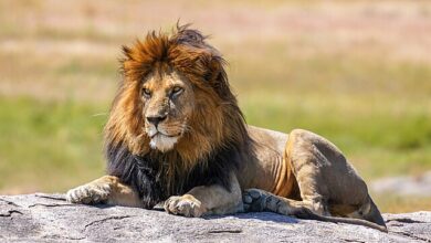 تعبیر خواب شیر (حیوان)🦁 (کامل و رایگان | از نظر معبران و موضوعات مختلف)