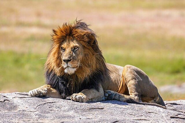 تعبیر خواب شیر (حیوان)🦁 (کامل و رایگان | از نظر معبران و موضوعات مختلف)