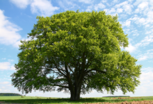 تعبیر خواب درخت🌳 (کامل و رایگان | از نظر معبران و موضوعات مختلف)